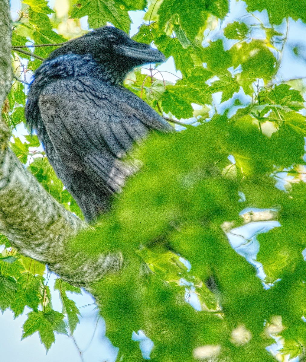 Common Raven - ML608935734