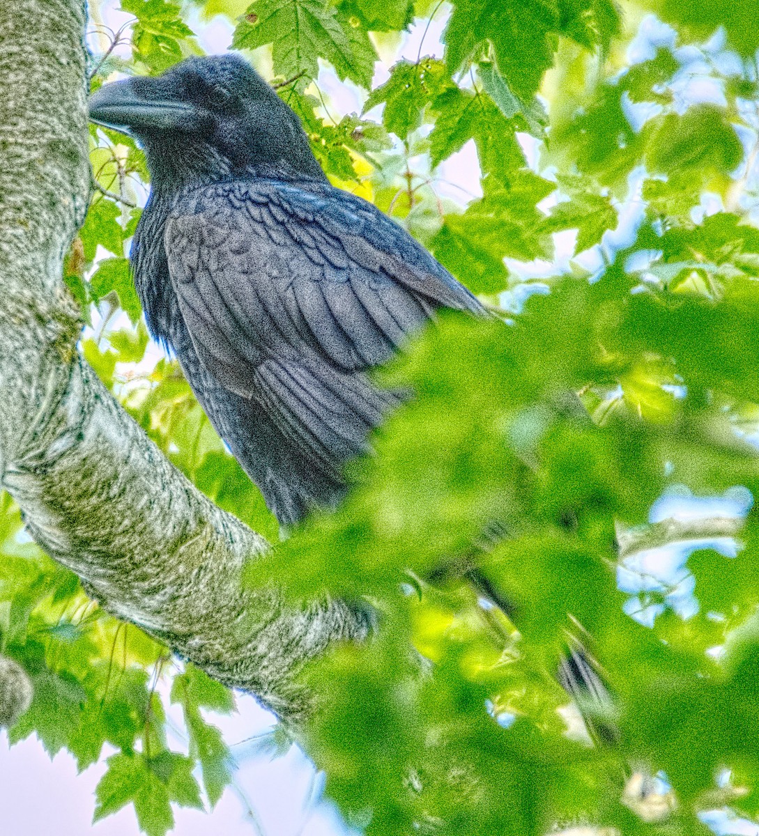 Common Raven - ML608935767