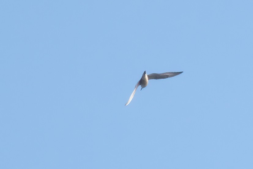 Phalarope à bec large - ML608935814