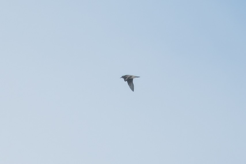 Phalarope à bec large - ML608935826