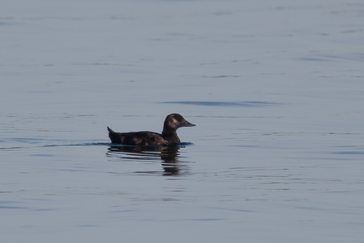 White-winged Scoter - ML608935855