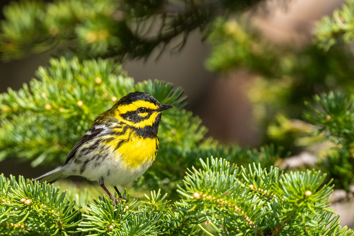 Townsend's Warbler - Bruce Miller