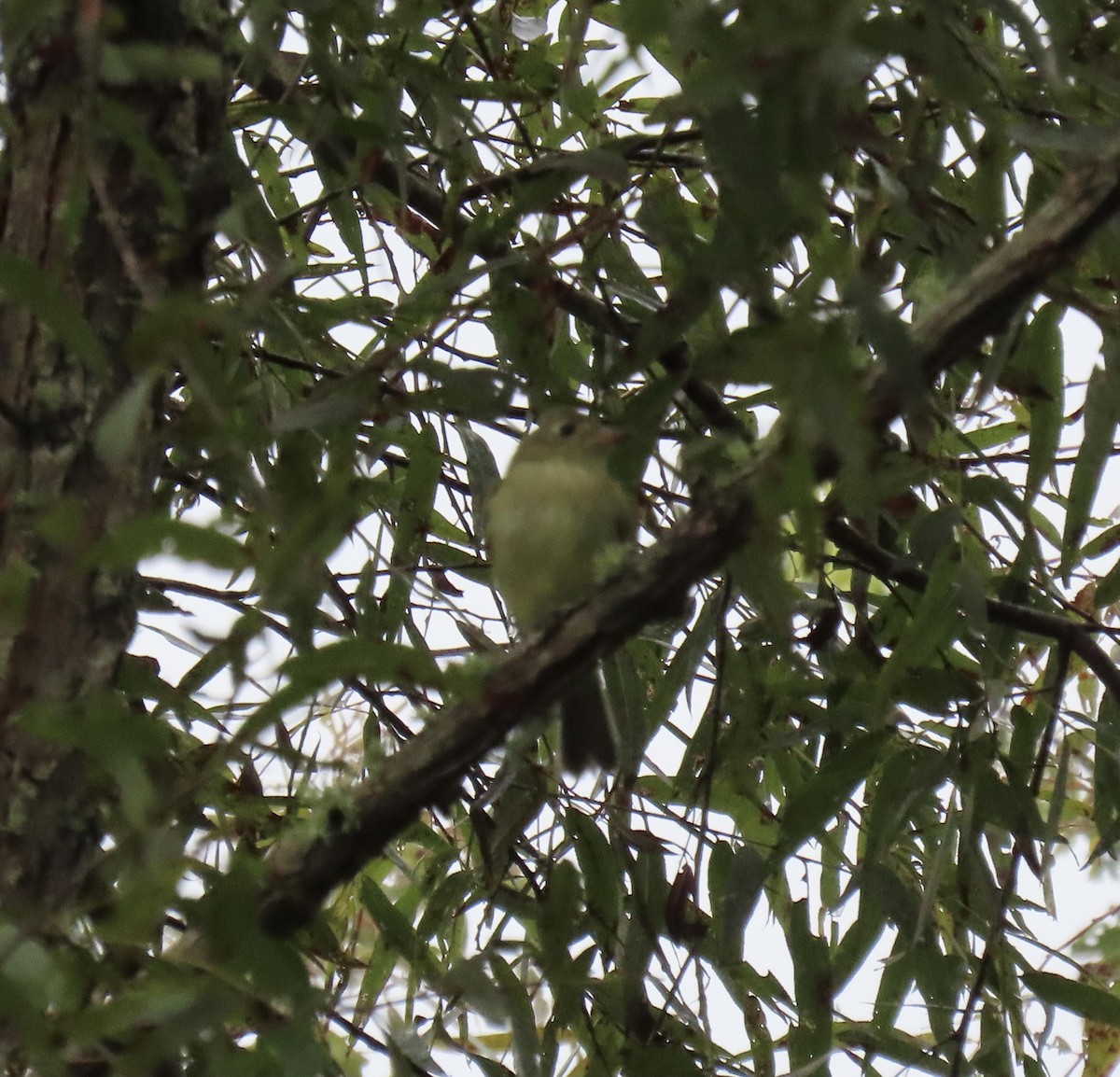 Empidonax sp. - ML608935962