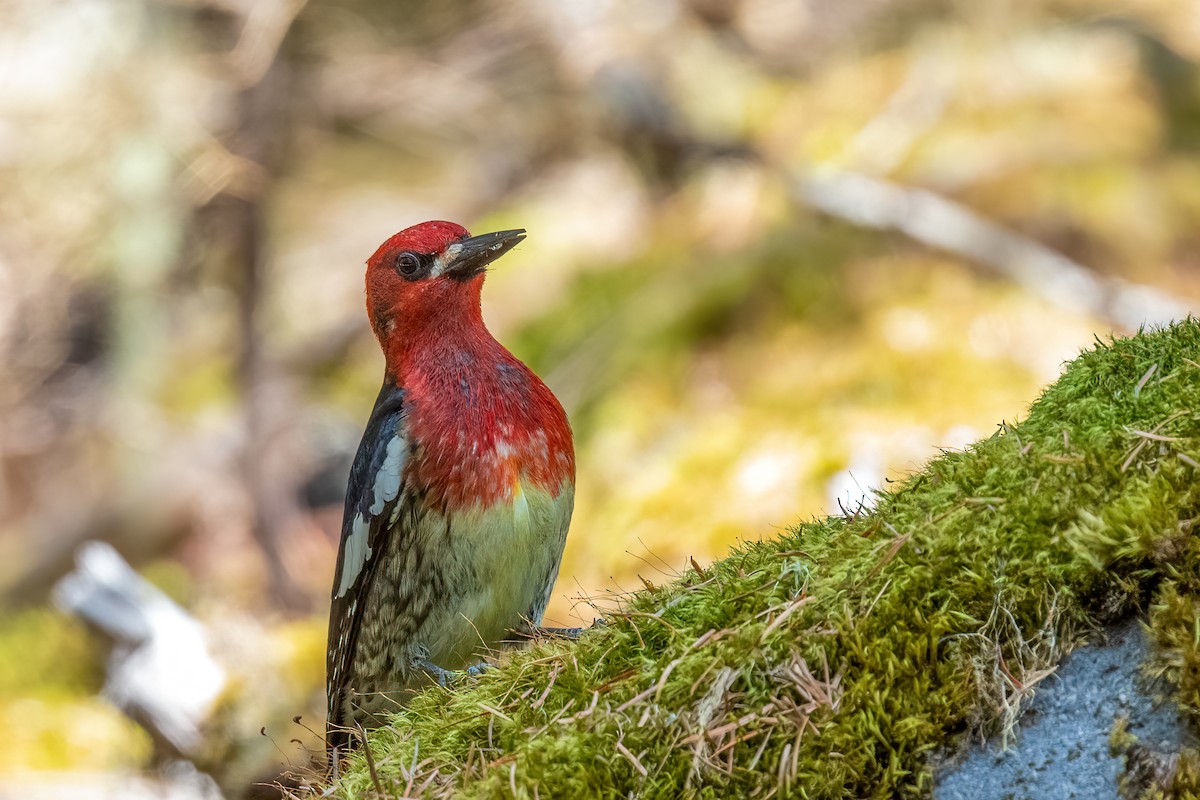 Red-breasted Sapsucker - ML608935998