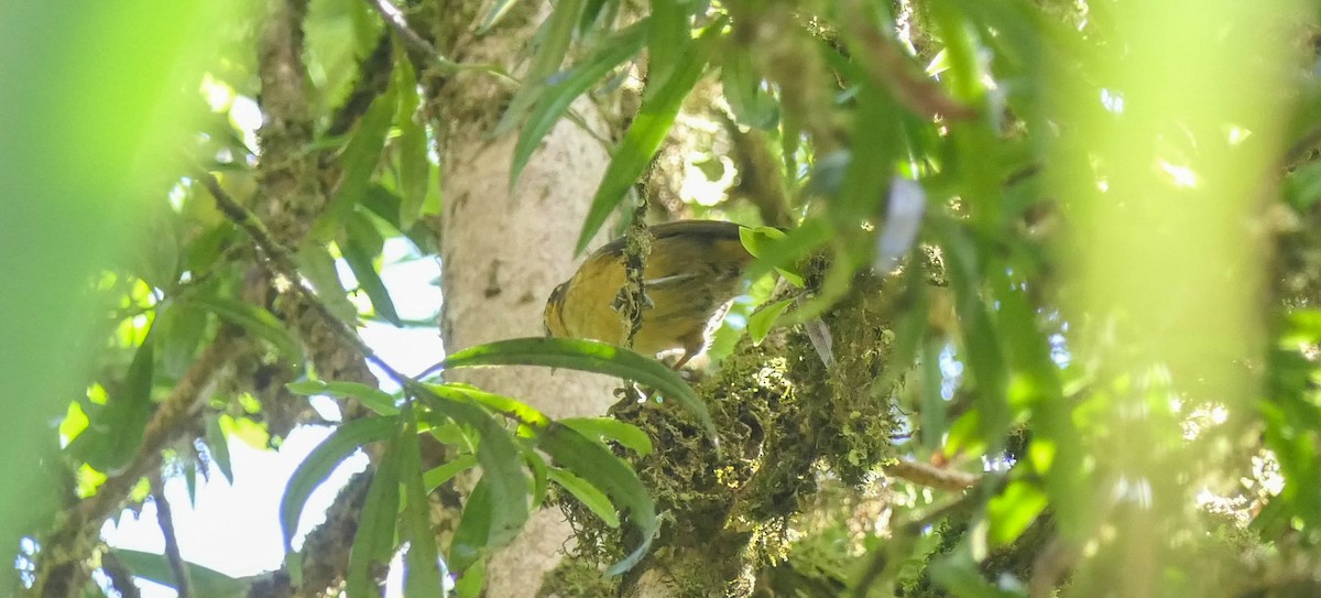 Blue-capped Ifrita - Randall Siebert