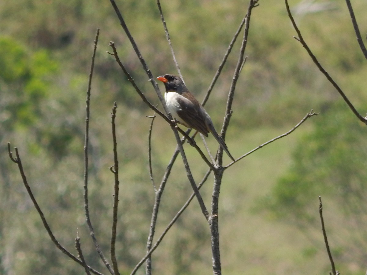 Black-throated Saltator - ML608936127