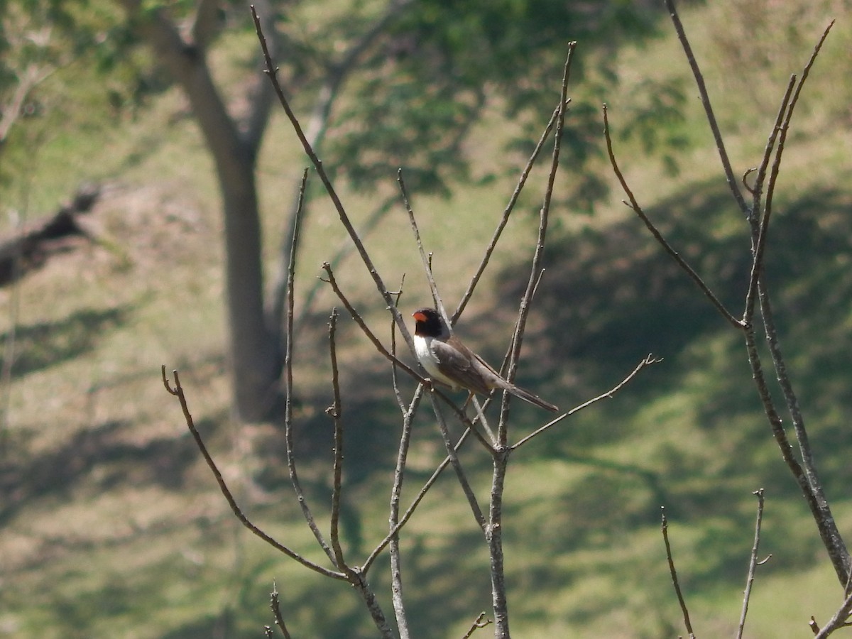 Black-throated Saltator - ML608936129