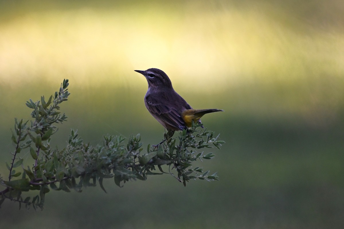 Palm Warbler - Todd Fifield