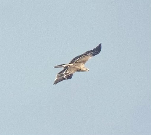 Imperial Eagle - Bonifac Bozsaky