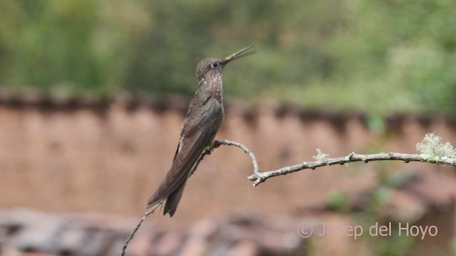 Colibrí Gigante - ML608936222