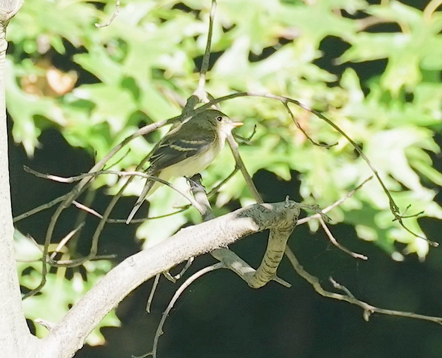 Least Flycatcher - ML608936273