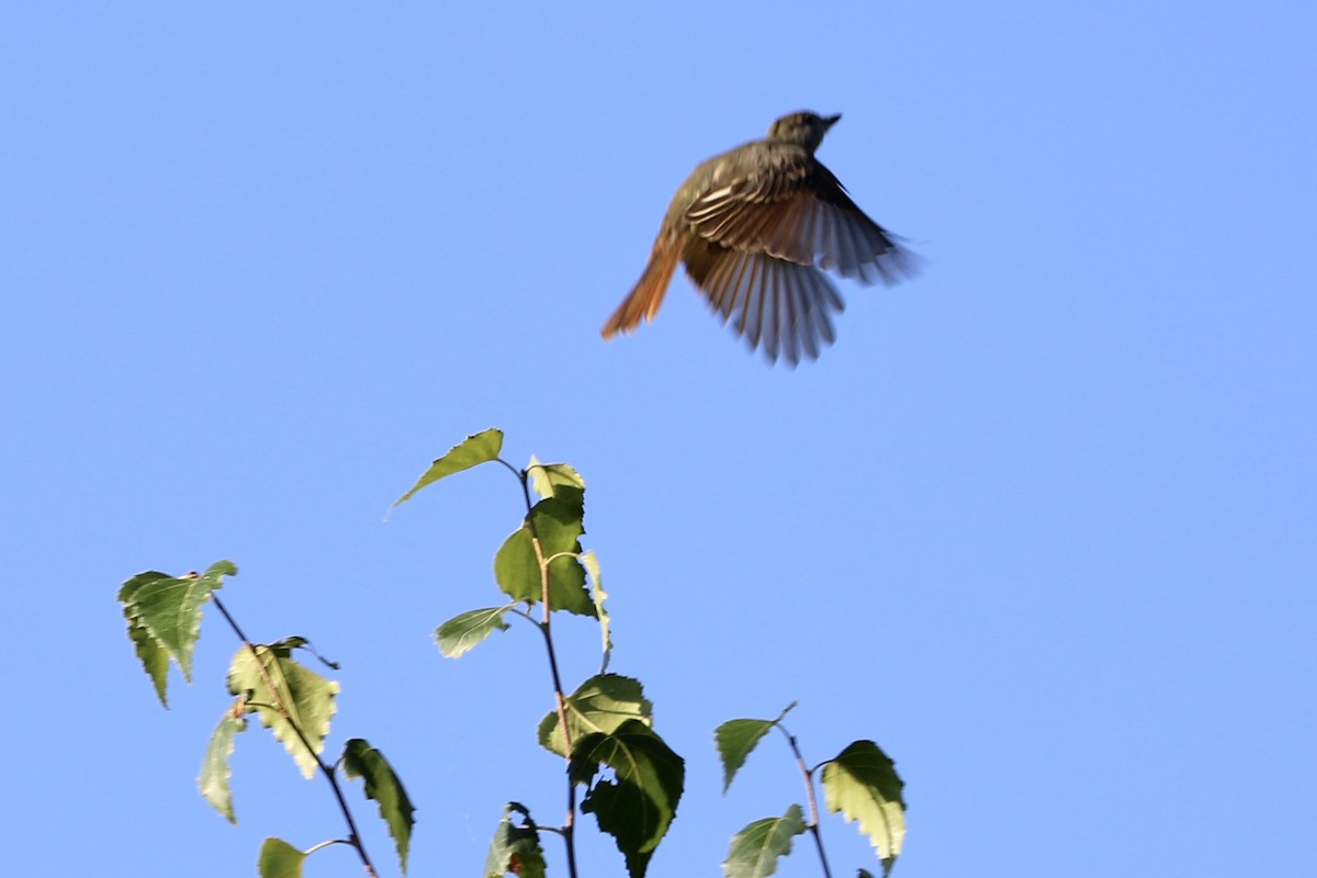 Great Crested Flycatcher - ML608936317