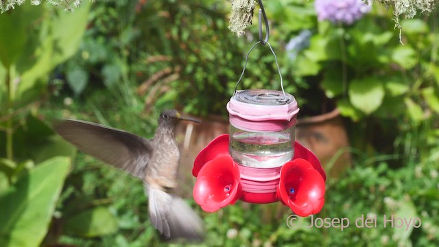 Giant Hummingbird - ML608936347