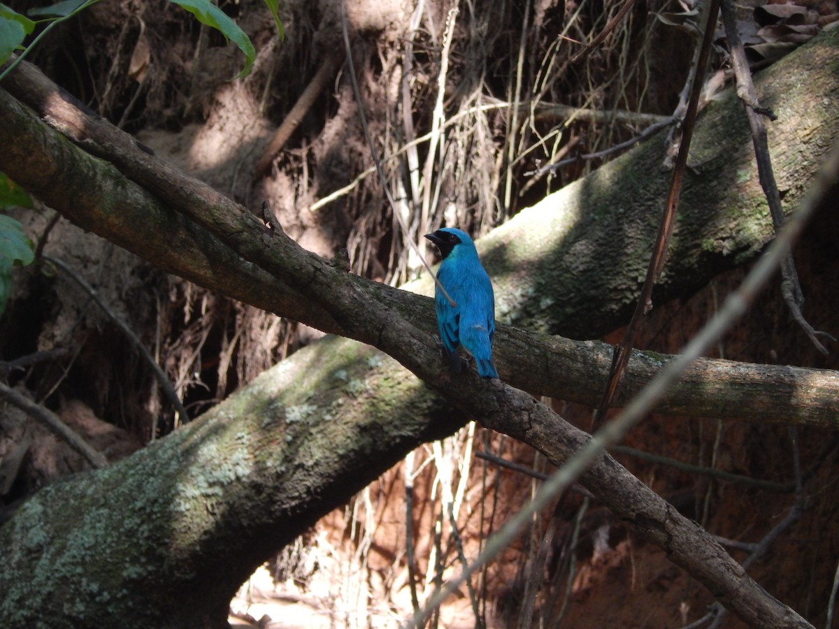 Swallow Tanager - ML608936364