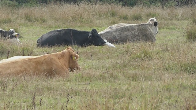 Sığır Balıkçılı - ML608936368