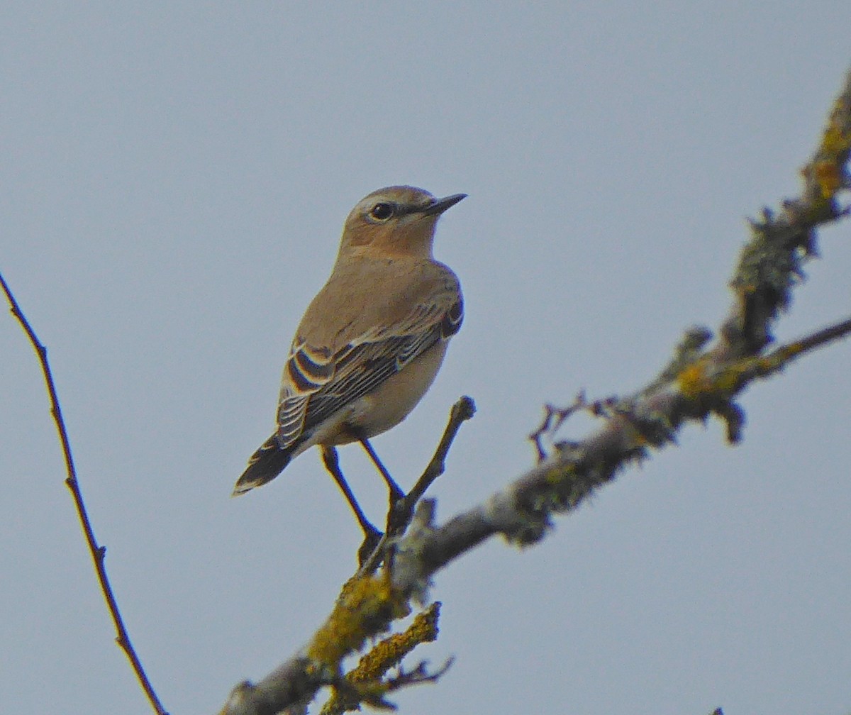 Northern Wheatear - ML608936370