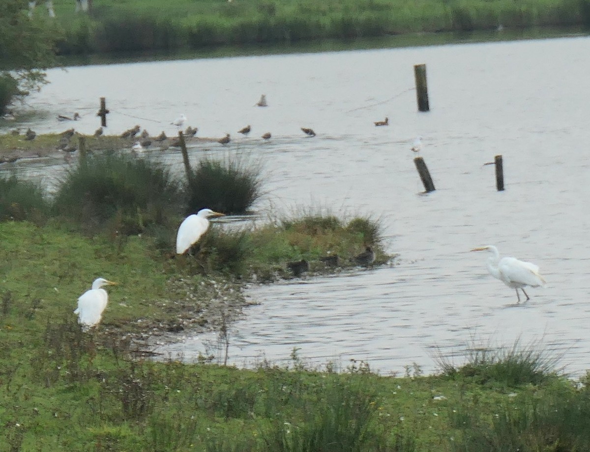 Great Egret - Andrew Goodwin