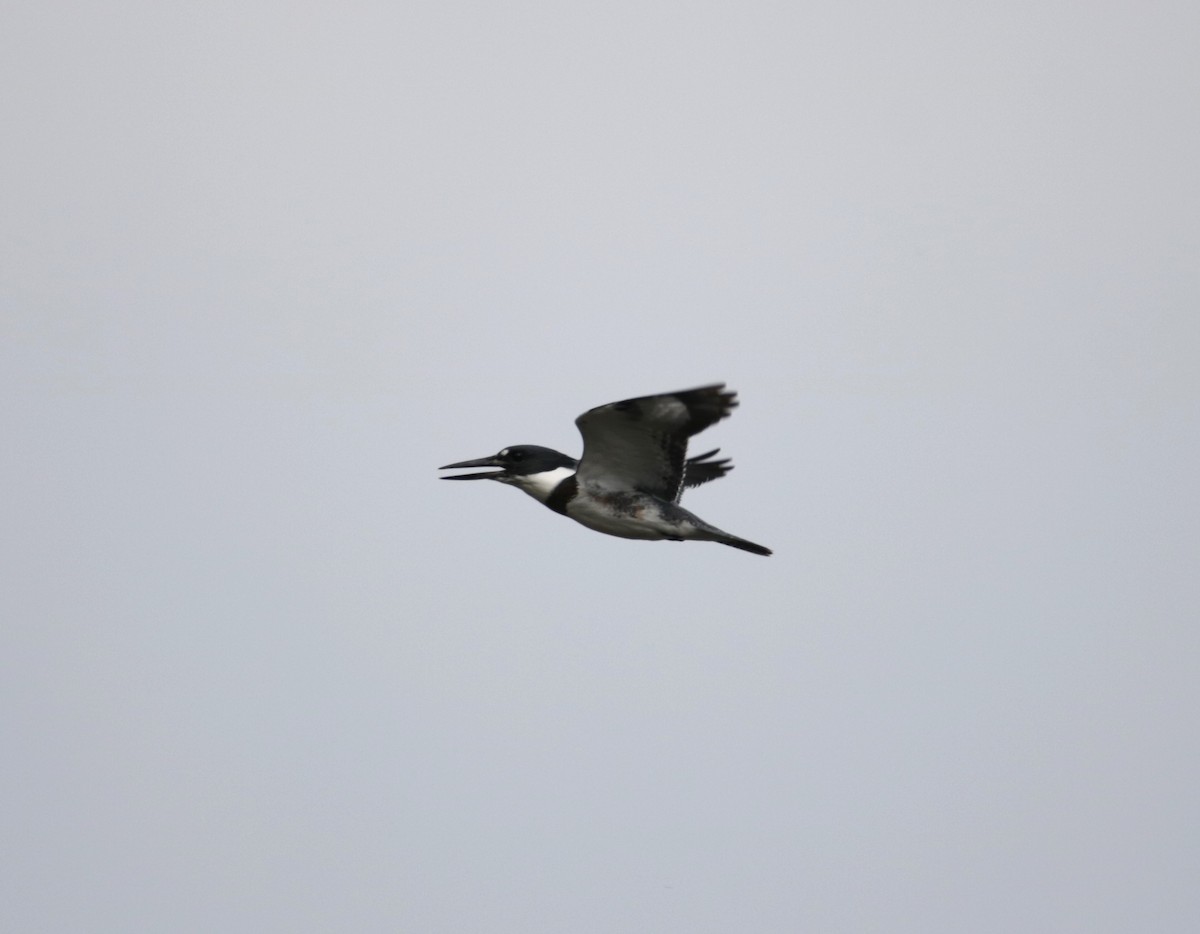 Belted Kingfisher - ML608936529