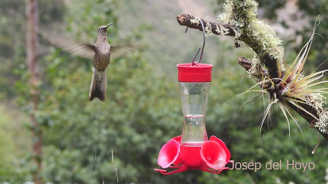 Colibrí Gigante - ML608936532