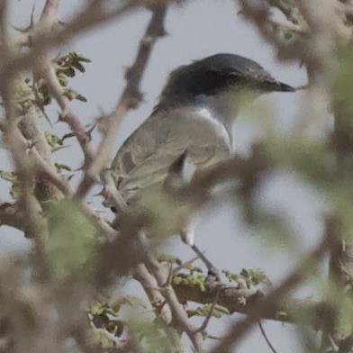 Lesser Whitethroat (Lesser/Hume's) - ML608936621