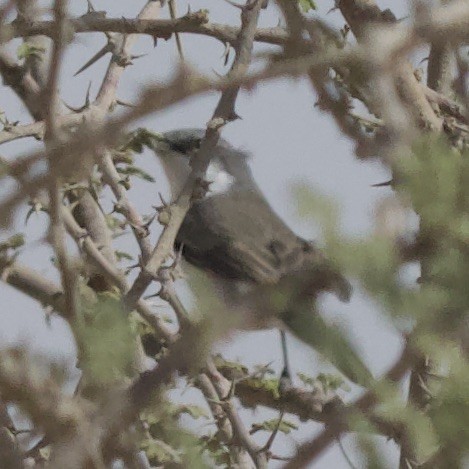 Lesser Whitethroat (Lesser/Hume's) - ML608936629