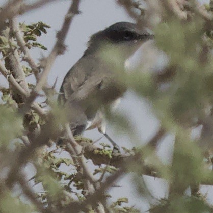 Lesser Whitethroat (Lesser/Hume's) - ML608936656