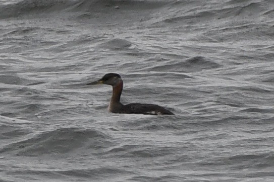 Red-necked Grebe - ML608936702