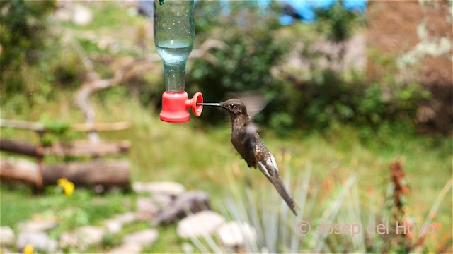 Colibrí Gigante - ML608936740