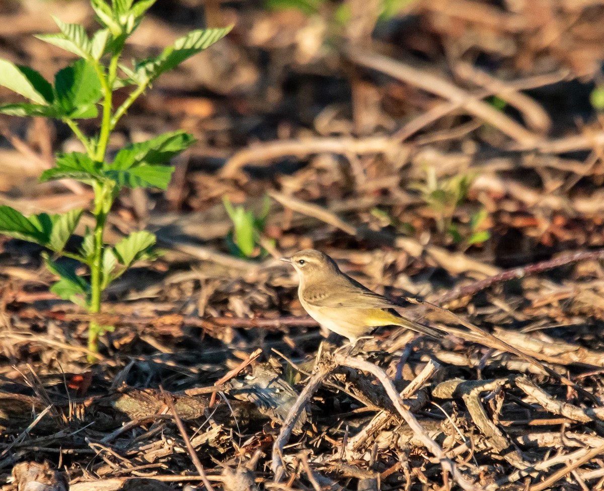 lesňáček bažinný (ssp. palmarum) - ML608936792