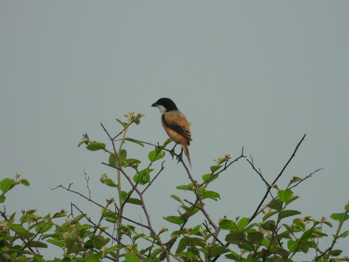 Long-tailed Shrike - Chaiti Banerjee