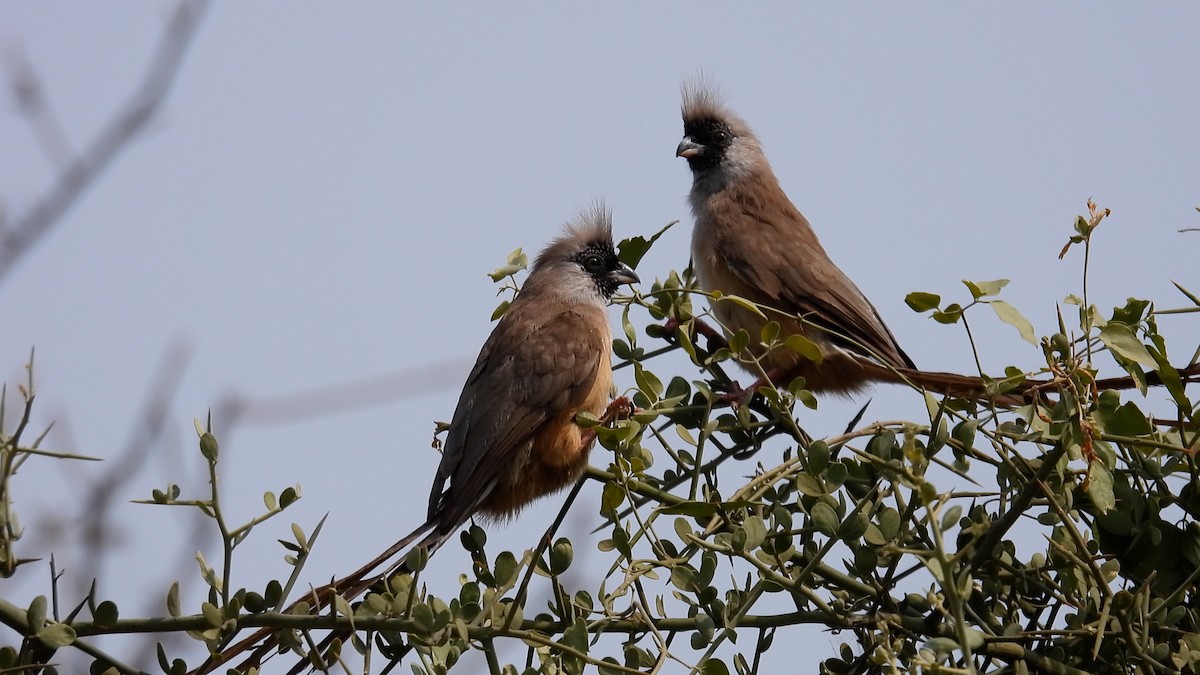 Red-backed Mousebird - ML608936810