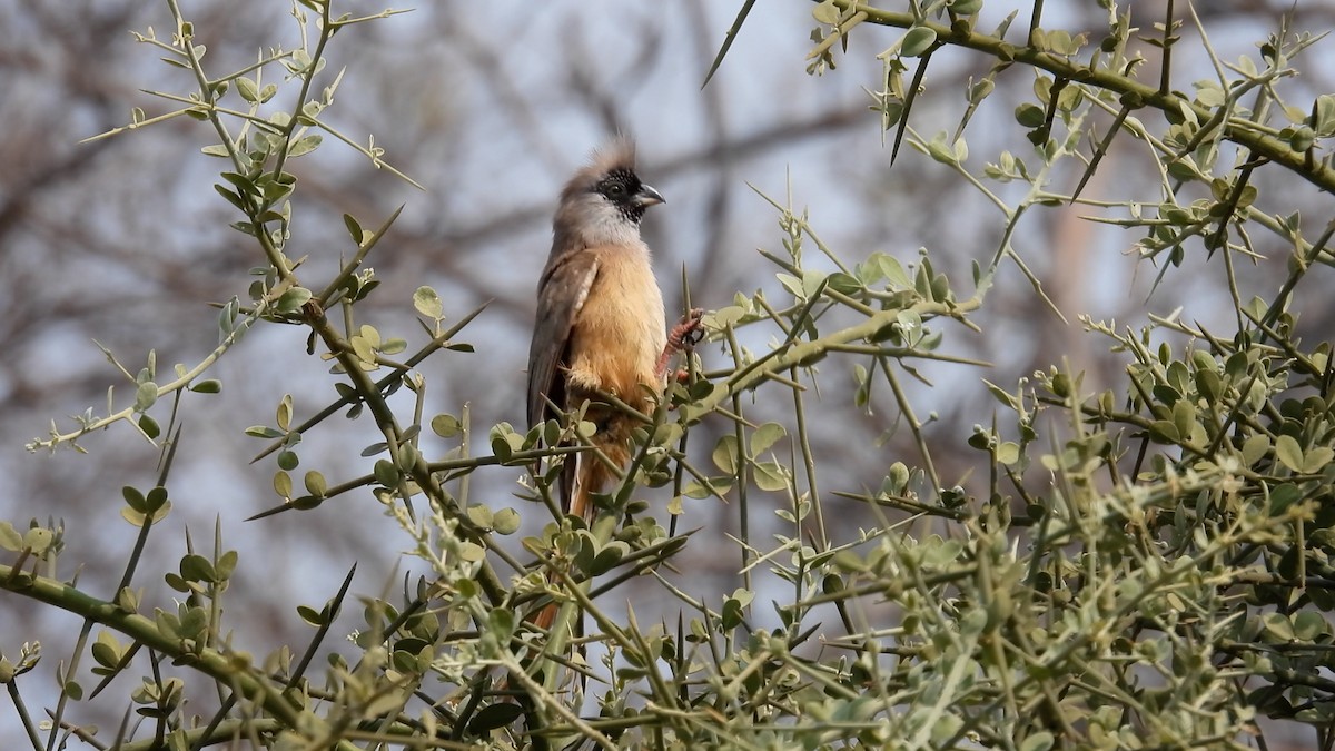 Red-backed Mousebird - ML608936811