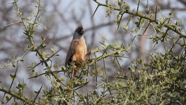 Pájaro Ratón Dorsirrojo - ML608936822