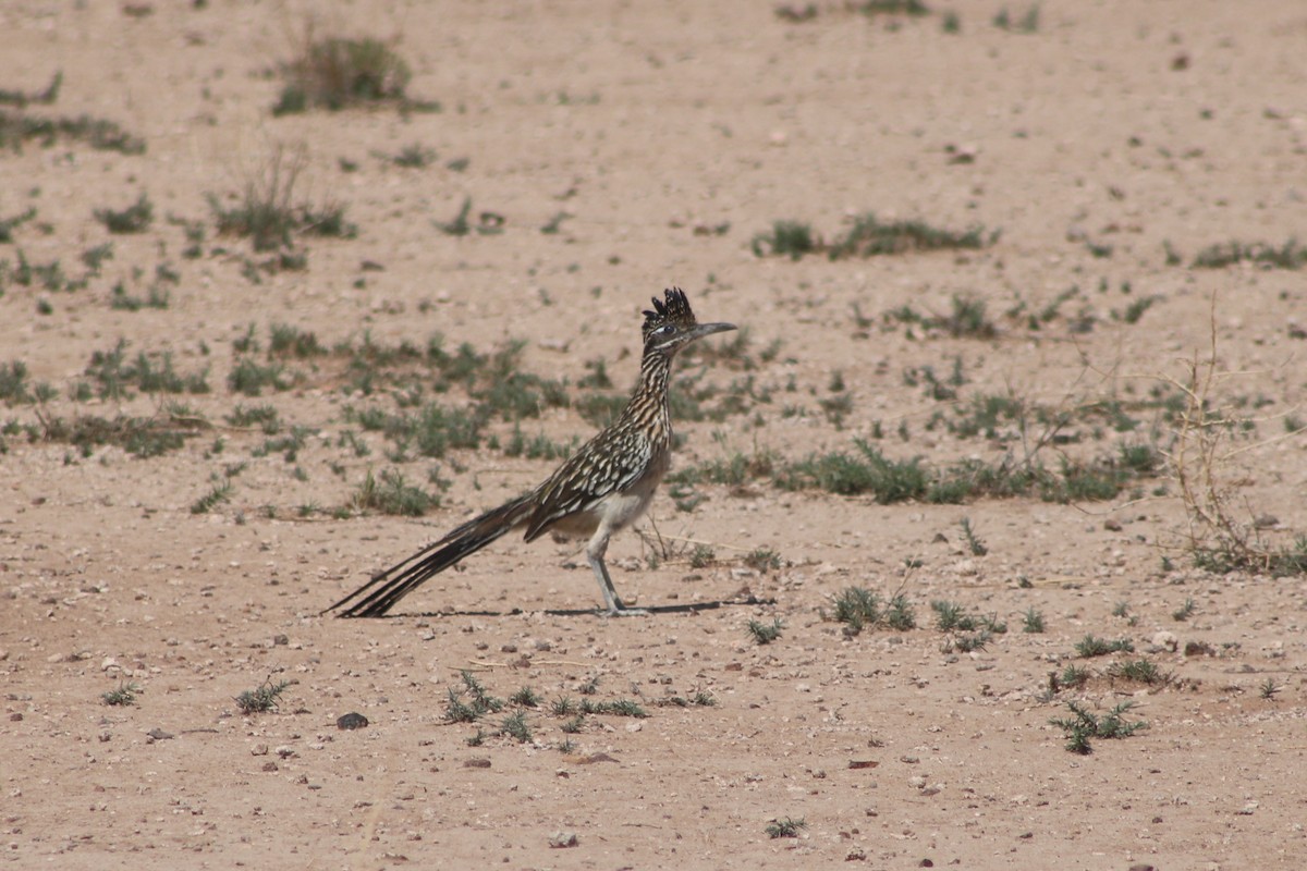 Greater Roadrunner - Hayden Bildy