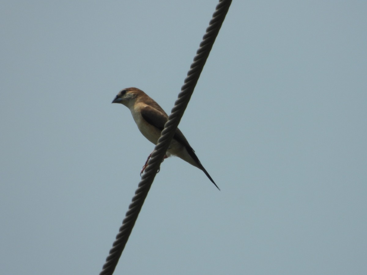 Indian Silverbill - Chaiti Banerjee