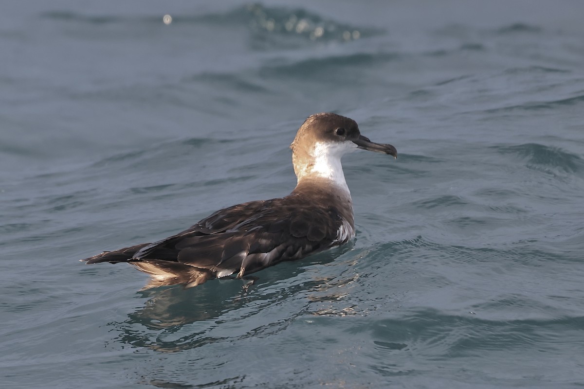 Great Shearwater - ML608936941