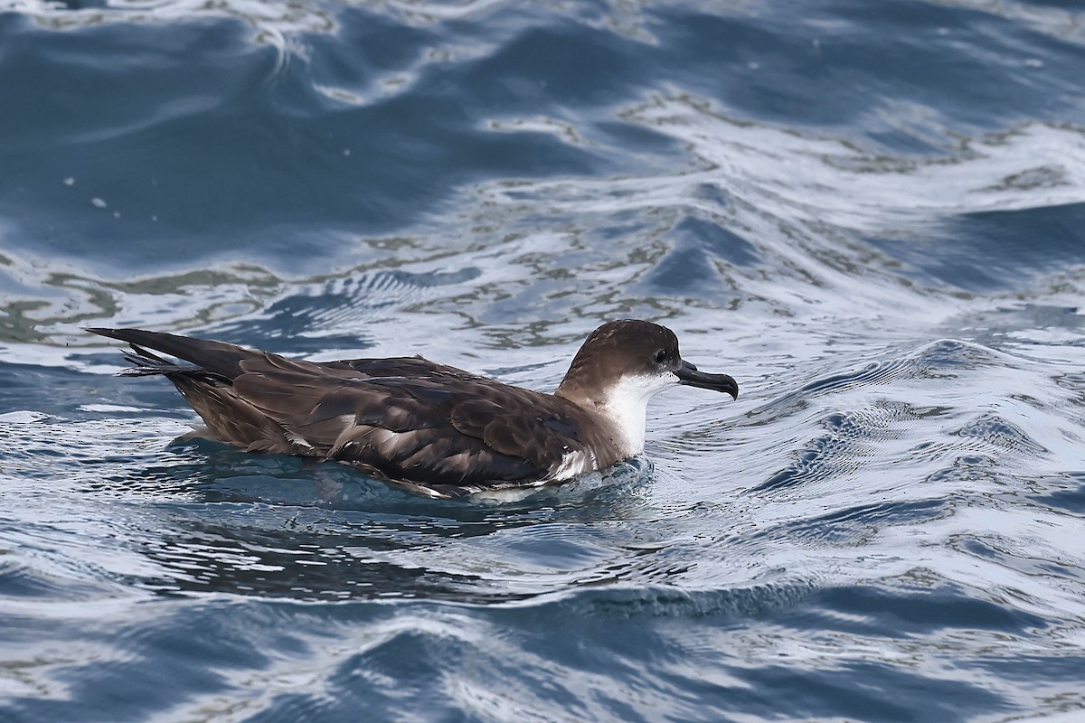 Great Shearwater - Arman Moreno