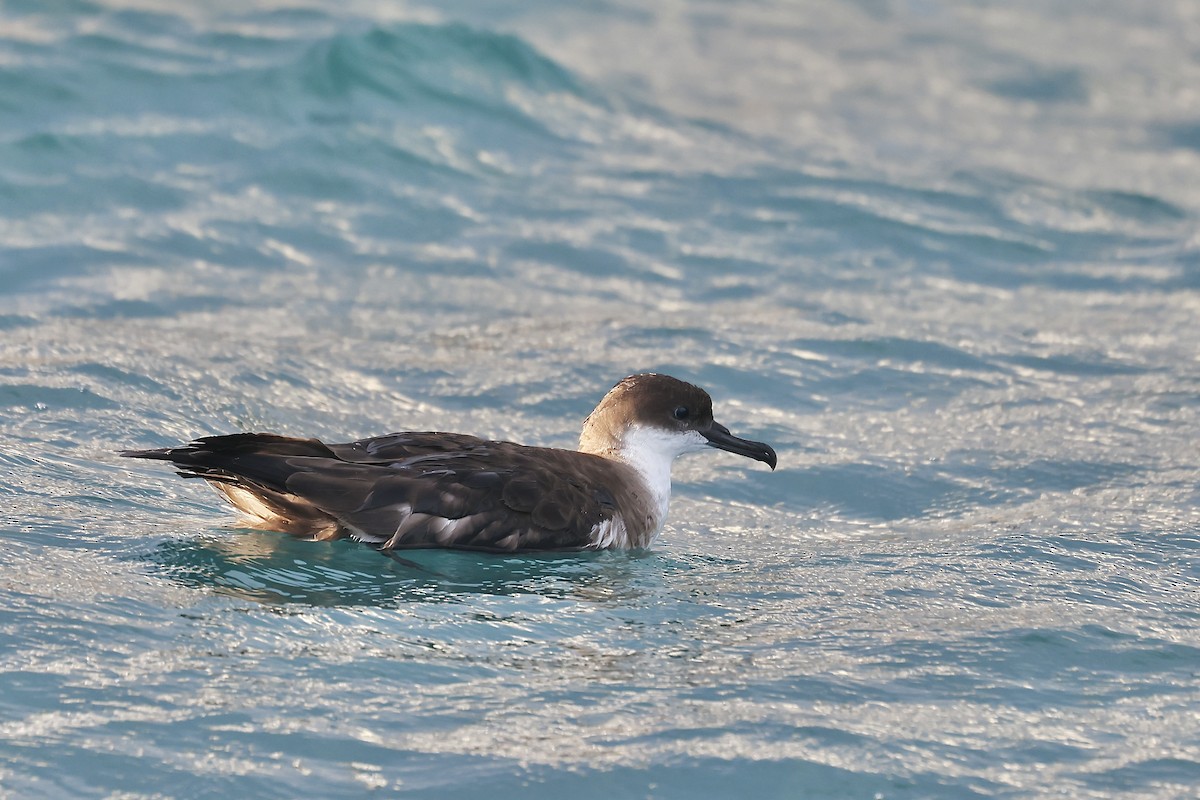Great Shearwater - ML608936944