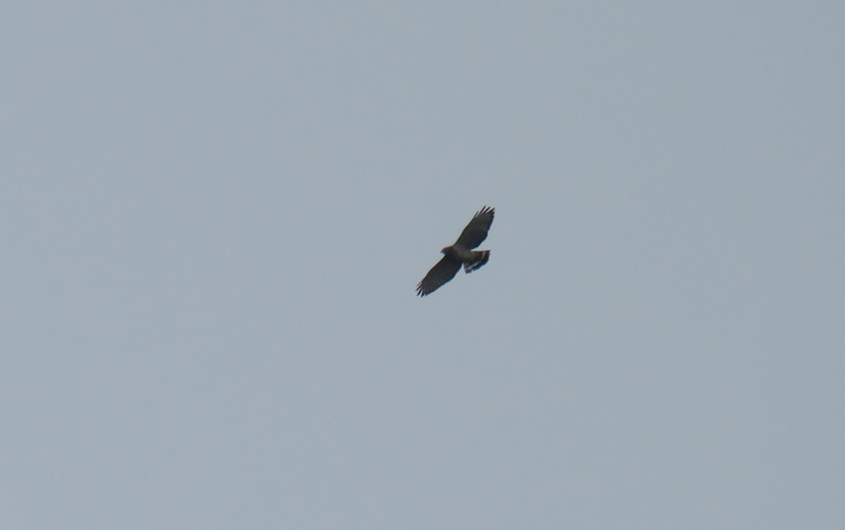 Broad-winged Hawk - ML608937124