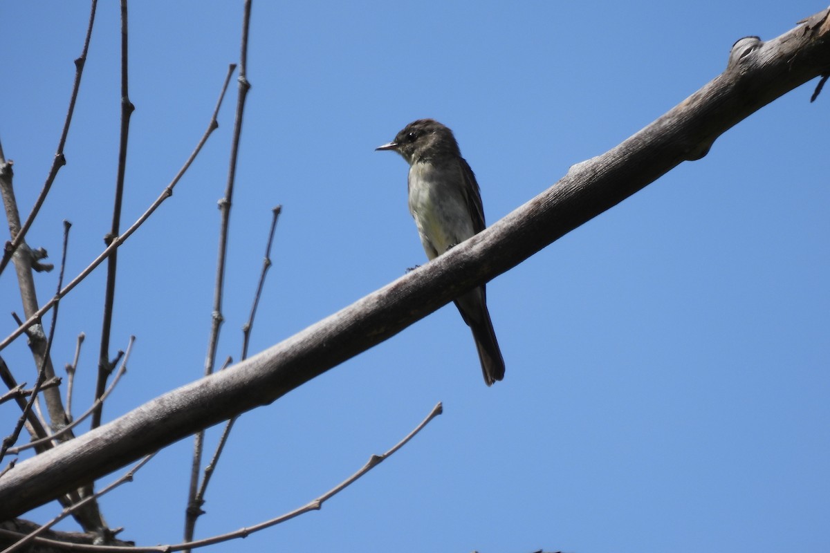 Eastern Wood-Pewee - ML608937156