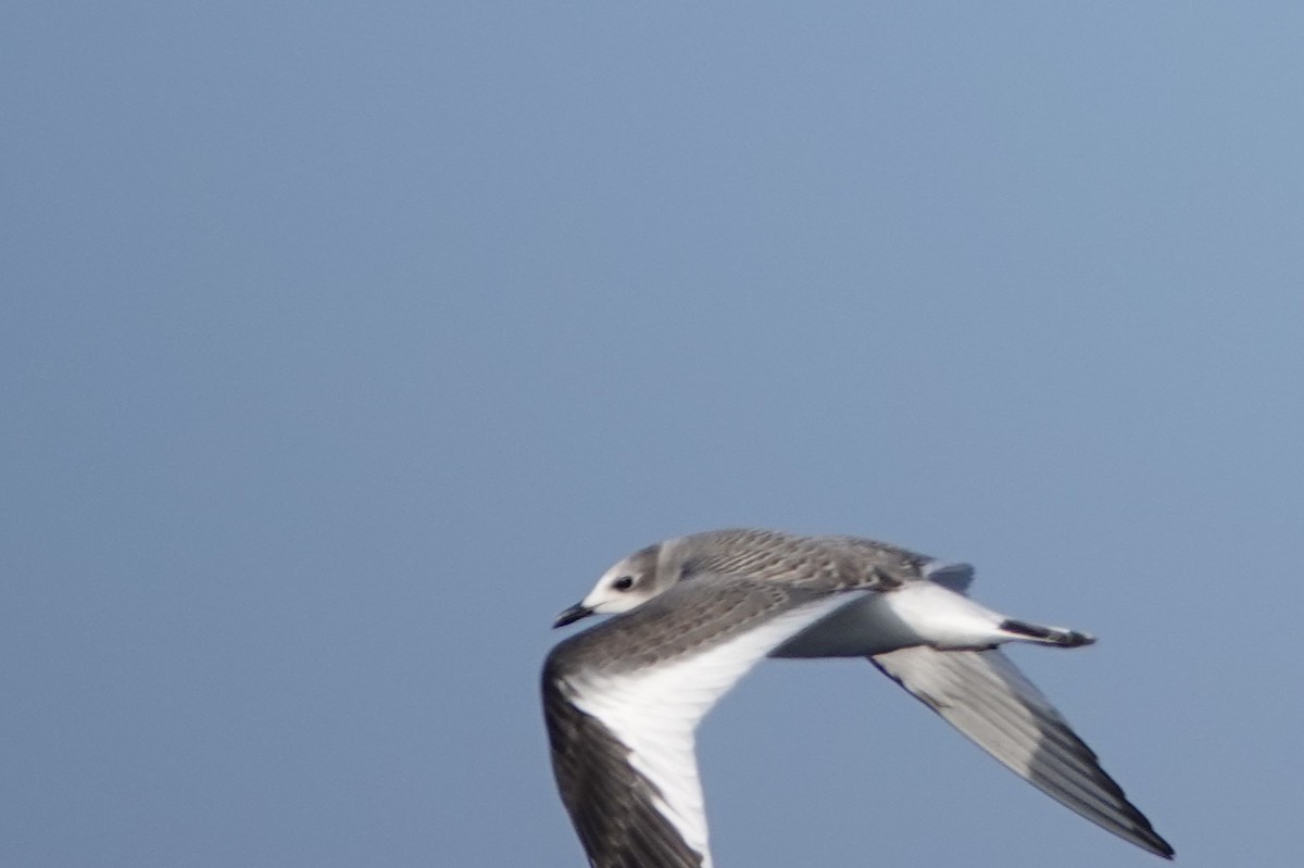 Sabine's Gull - ML608937186