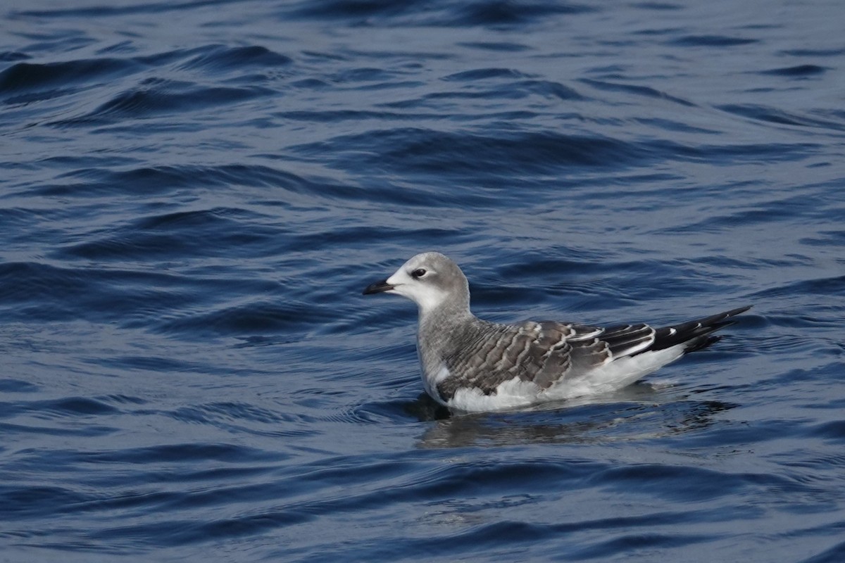 Sabine's Gull - ML608937190