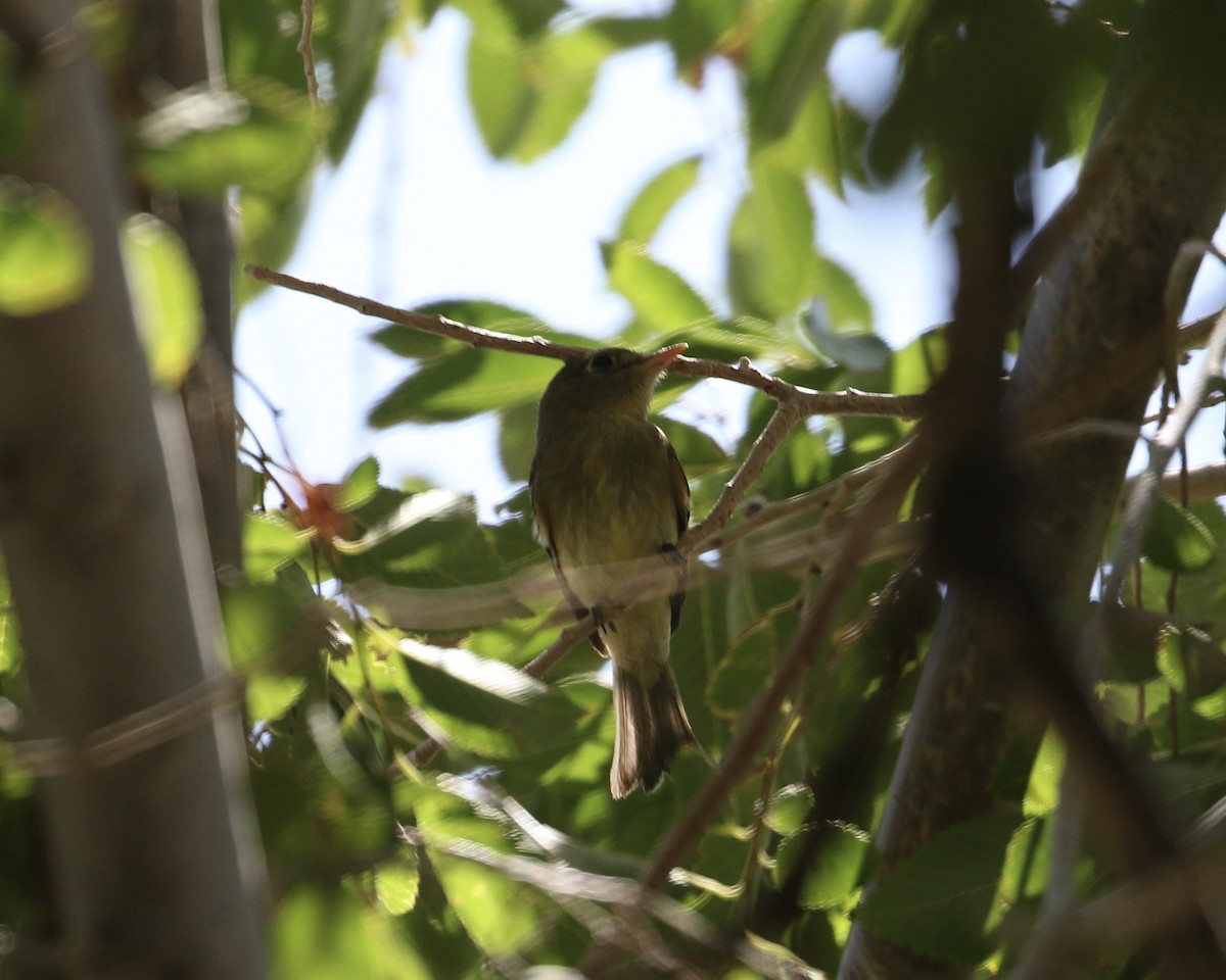 Western Flycatcher (Pacific-slope) - ML608937248