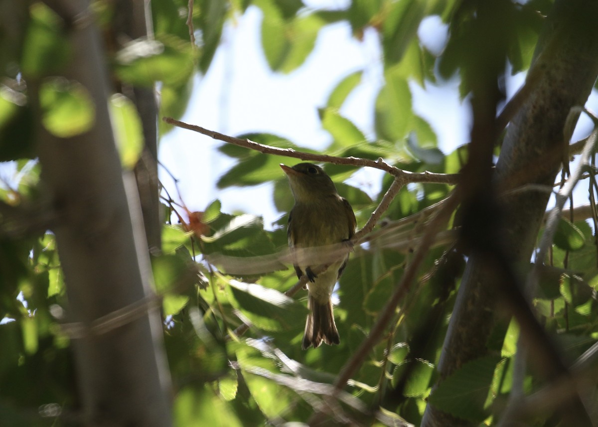 Western Flycatcher (Pacific-slope) - ML608937252