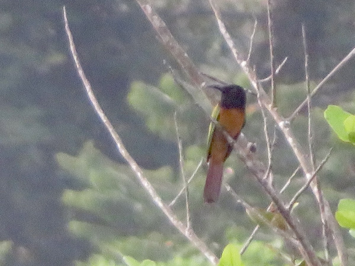 Black-headed Bee-eater - ML608937278