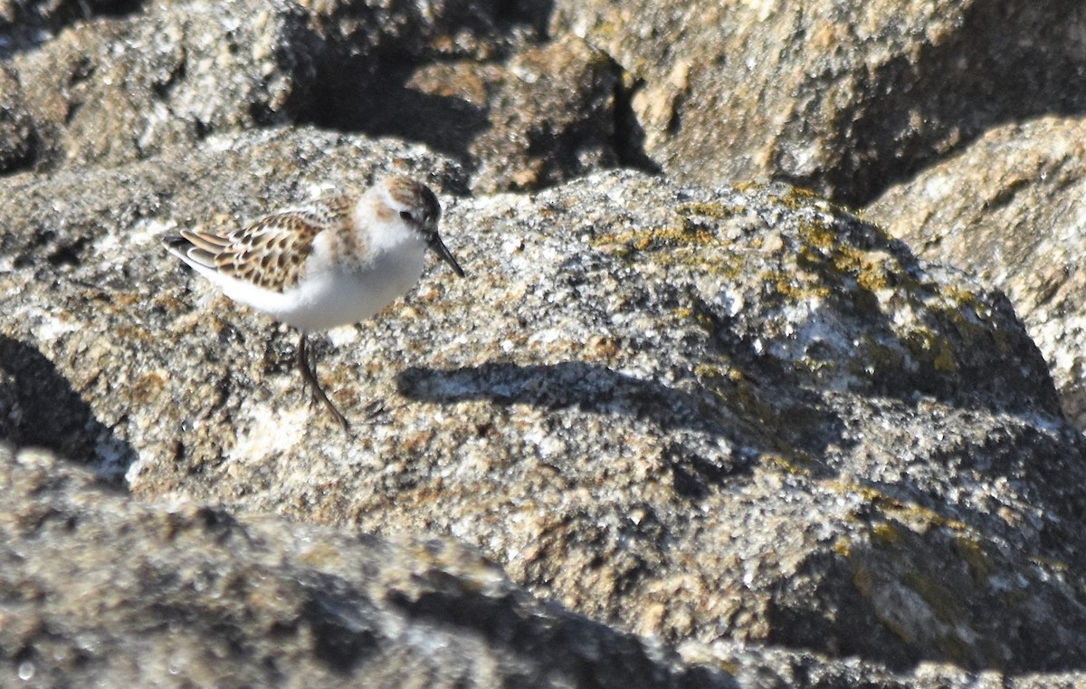 Little Stint - ML608937380