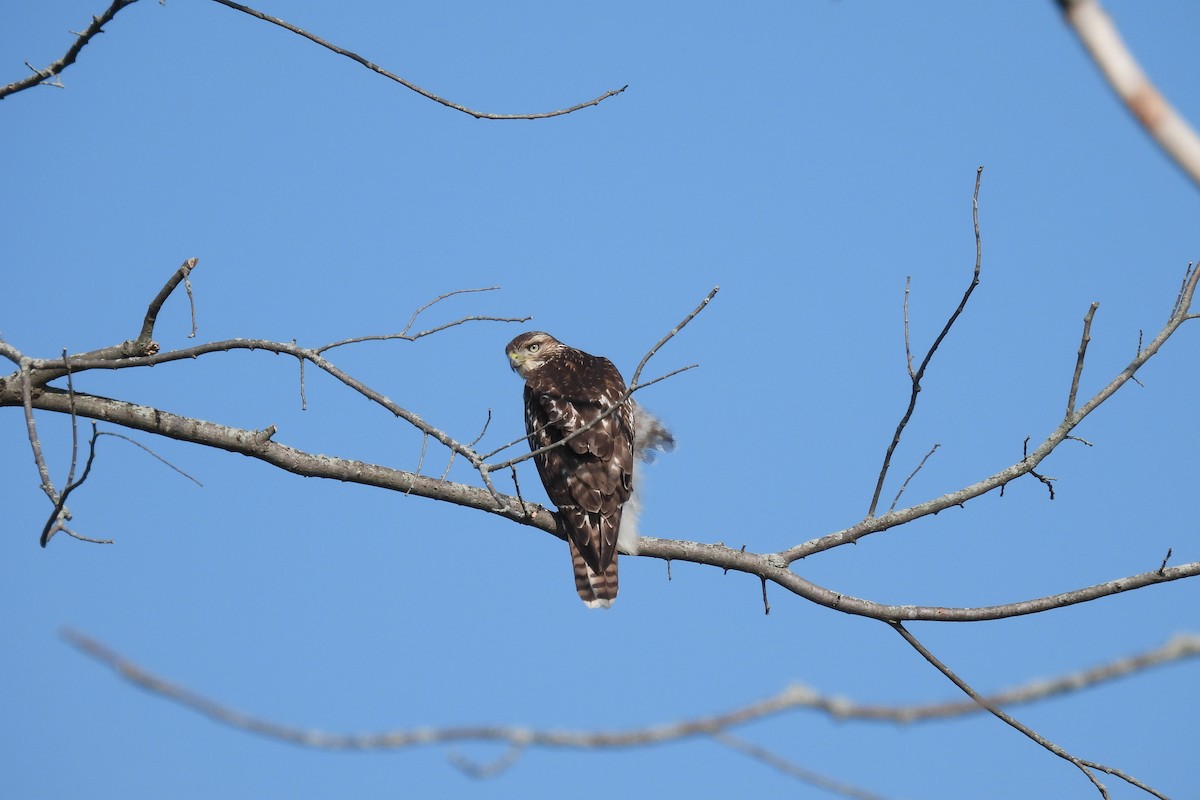 Red-tailed Hawk - ML608937381