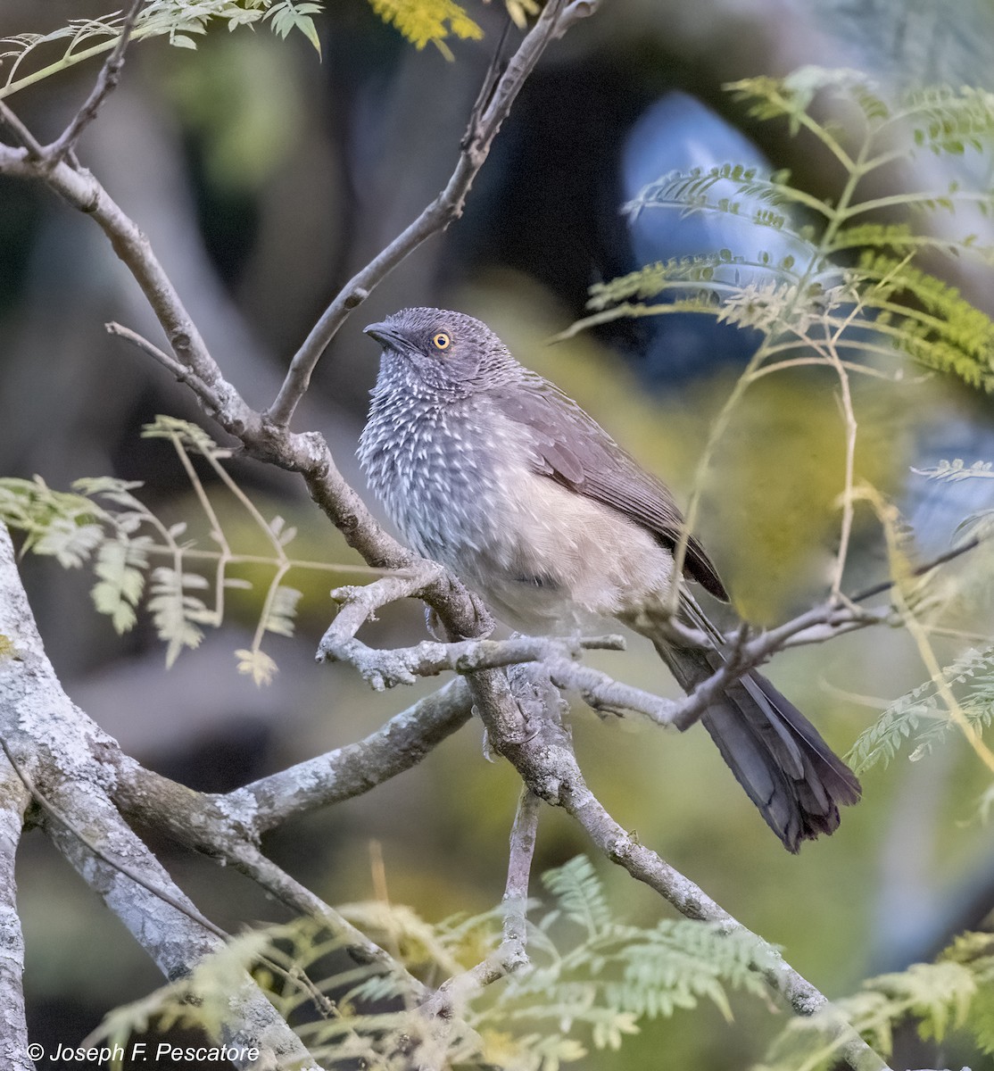 Arrow-marked Babbler - ML608937396