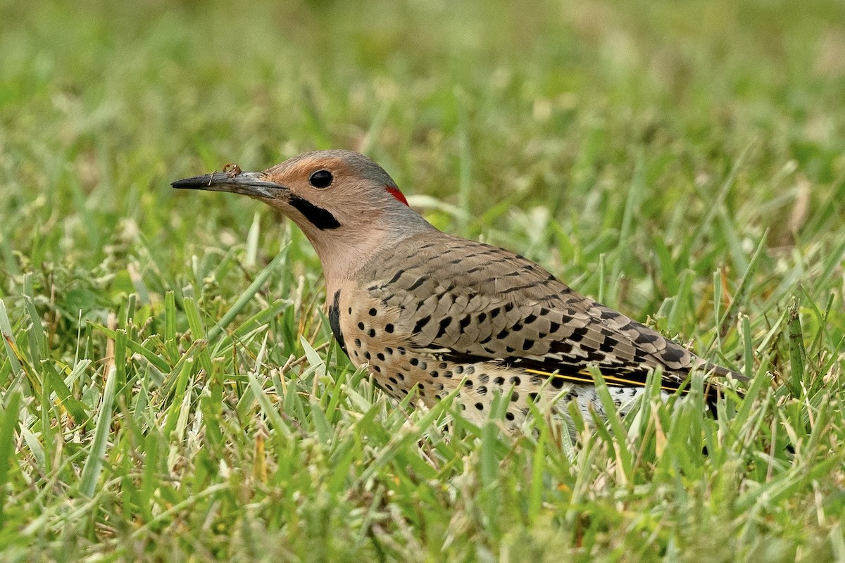 Northern Flicker - Bill Massaro