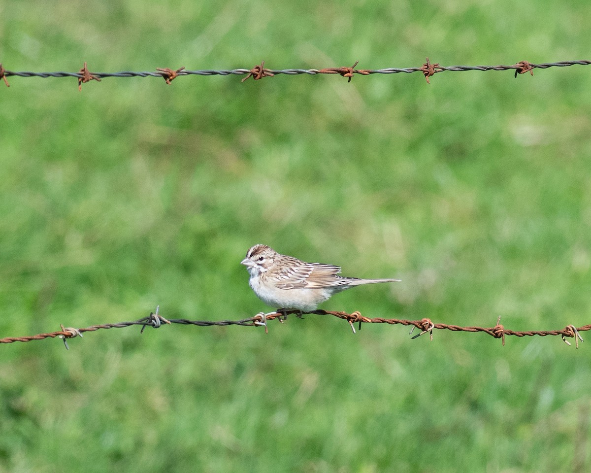 Lark Sparrow - ML608937435